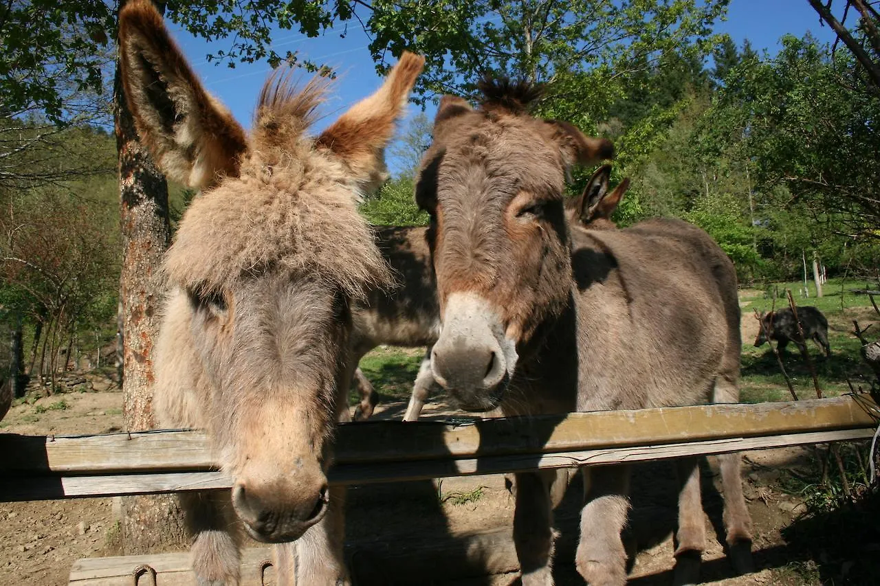 Podere Pian De' Cortini Villa Serravalle  Farm stay Serravalle (Bibbiena)