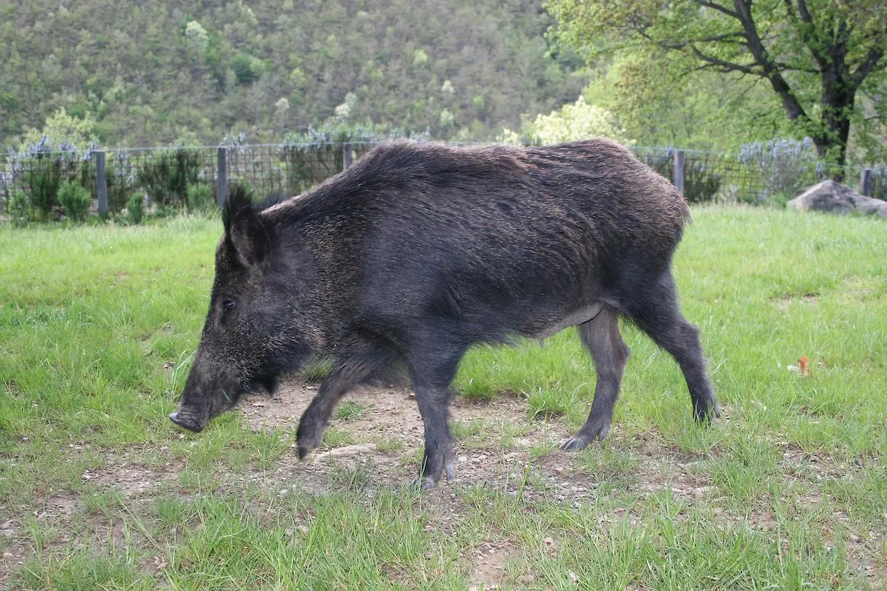 Serravalle  Podere Pian De' Cortiniヴィラ 0*, Serravalle (Bibbiena) イタリア